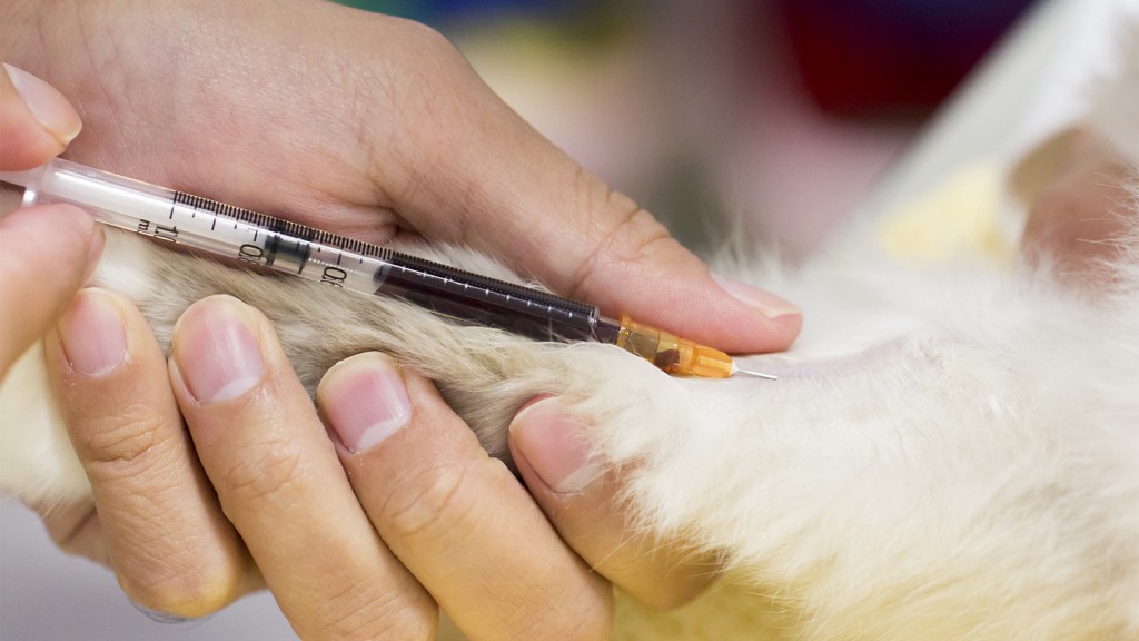 Blood Testing is important for dogs, cats, and exotic pets